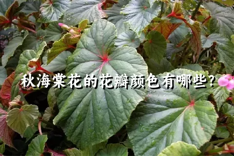 秋海棠花的花瓣颜色有哪些？