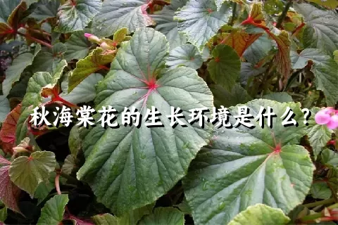 秋海棠花的生长环境是什么？