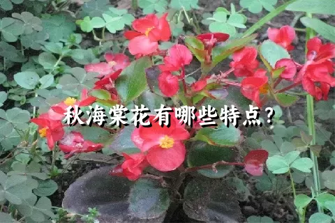 秋海棠花有哪些特点？