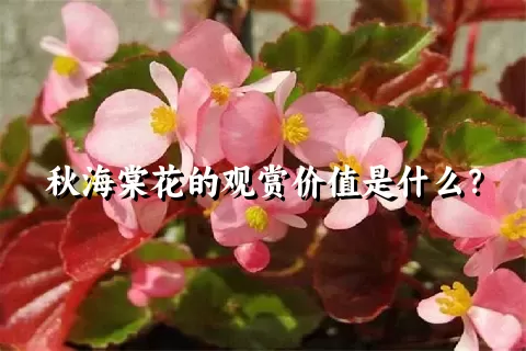 秋海棠花的观赏价值是什么？