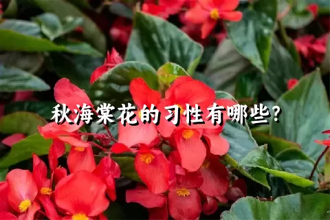 秋海棠花的习性有哪些？