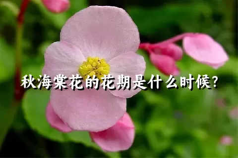 秋海棠花的花期是什么时候？