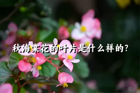 秋海棠花的叶片是什么样的？