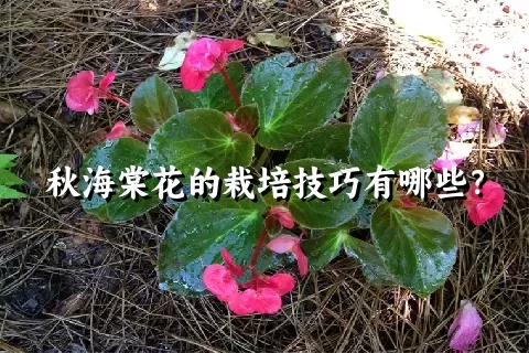 秋海棠花的栽培技巧有哪些？