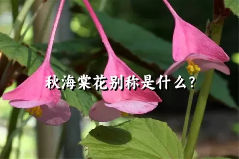 秋海棠花别称是什么？