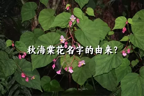 秋海棠花名字的由来？