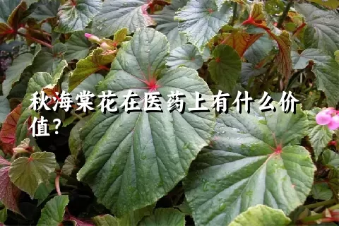 秋海棠花在医药上有什么价值？