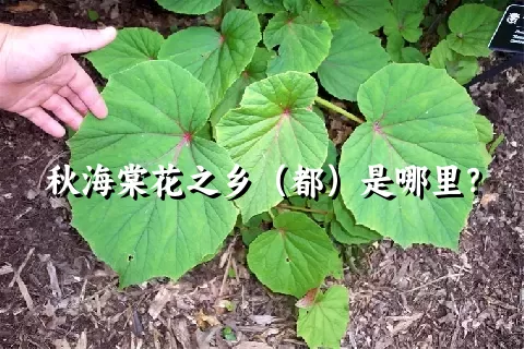 秋海棠花之乡（都）是哪里？