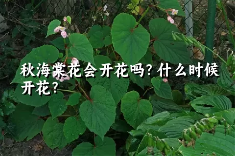 秋海棠花会开花吗？什么时候开花？