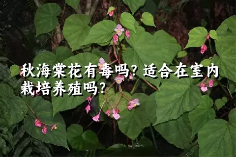 秋海棠花有毒吗？适合在室内栽培养殖吗？