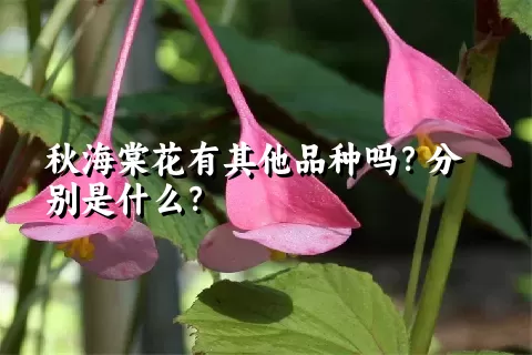 秋海棠花有其他品种吗？分别是什么？