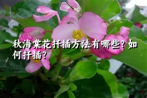 秋海棠花扦插方法有哪些？如何扦插？