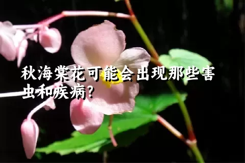 秋海棠花可能会出现那些害虫和疾病？