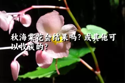 秋海棠花会结果吗？或其他可以收获的？