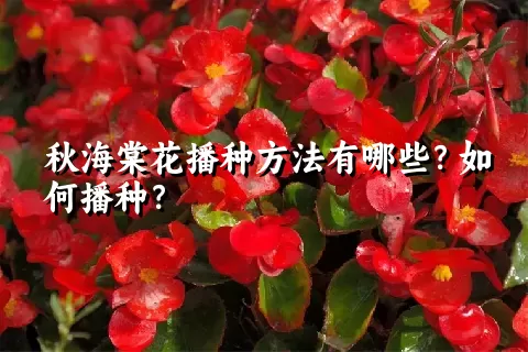 秋海棠花播种方法有哪些？如何播种？