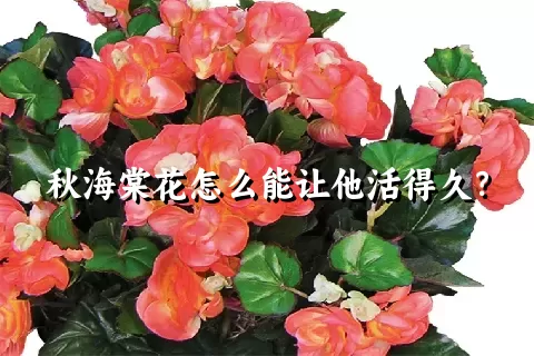 秋海棠花怎么能让他活得久？