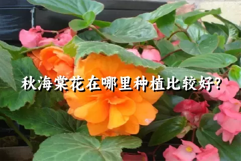 秋海棠花在哪里种植比较好？