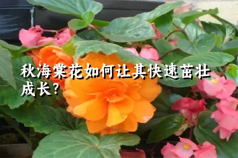 秋海棠花如何让其快速茁壮成长？