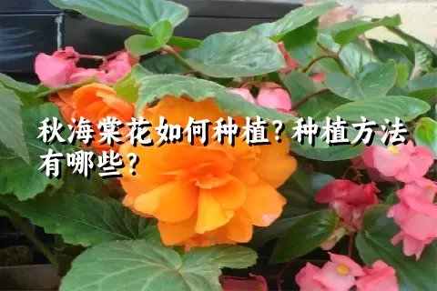 秋海棠花如何种植？种植方法有哪些？