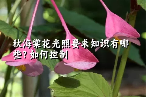 秋海棠花光照要求知识有哪些？如何控制