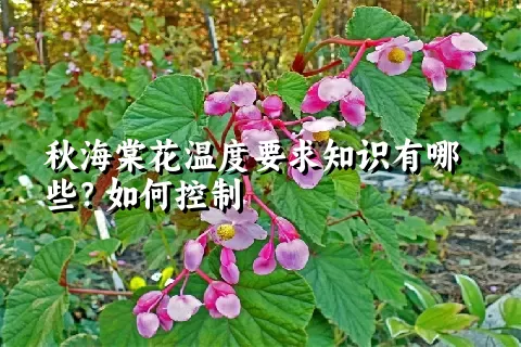 秋海棠花温度要求知识有哪些？如何控制