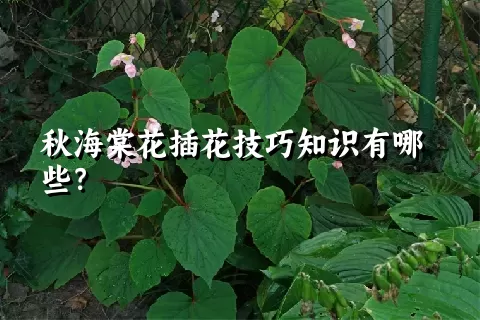 秋海棠花插花技巧知识有哪些？