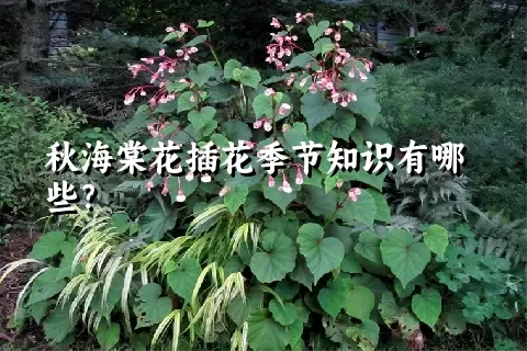 秋海棠花插花季节知识有哪些？