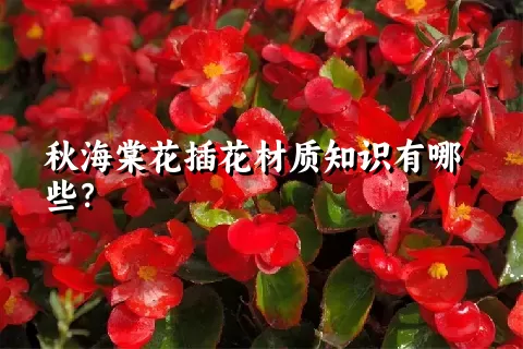 秋海棠花插花材质知识有哪些？