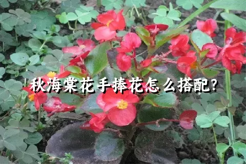 秋海棠花手捧花怎么搭配？