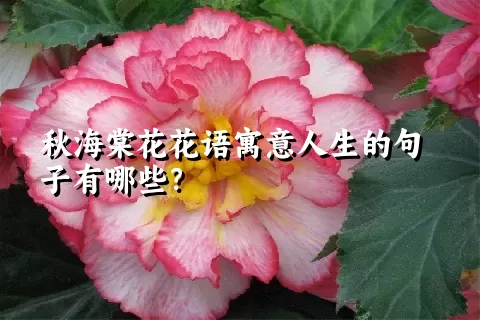 秋海棠花花语寓意人生的句子有哪些？