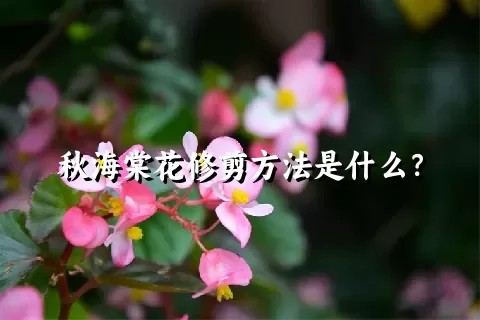 秋海棠花修剪方法是什么？