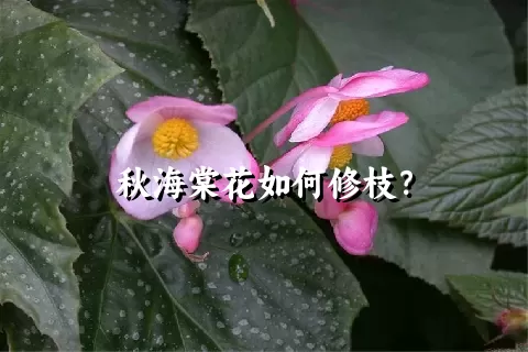 秋海棠花如何修枝？