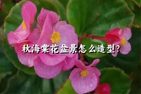 秋海棠花盆景怎么造型？