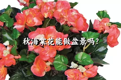 秋海棠花能做盆景吗？