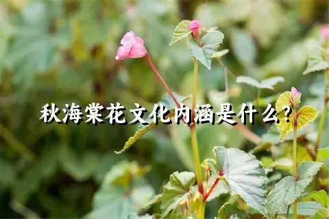 秋海棠花文化内涵是什么？