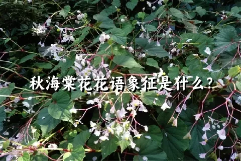 秋海棠花花语象征是什么？