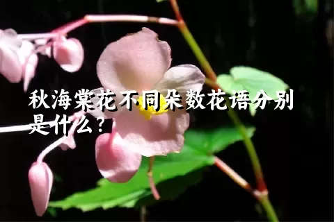 秋海棠花不同朵数花语分别是什么？