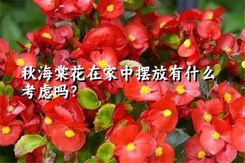 秋海棠花在家中摆放有什么考虑吗？