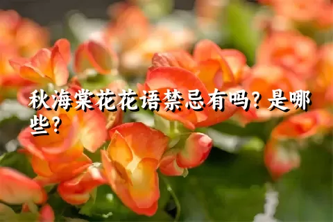 秋海棠花花语禁忌有吗？是哪些？