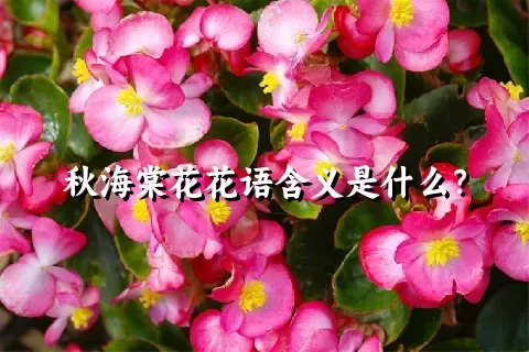 秋海棠花花语含义是什么？