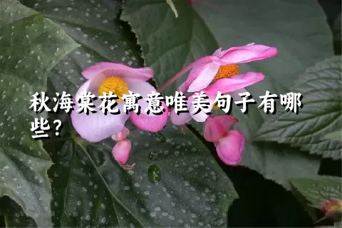 秋海棠花寓意唯美句子有哪些？