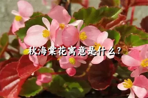 秋海棠花寓意是什么？