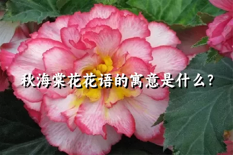 秋海棠花花语的寓意是什么？