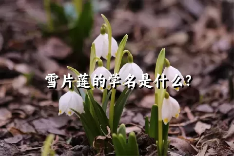 雪片莲的学名是什么？