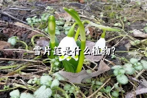 雪片莲是什么植物？