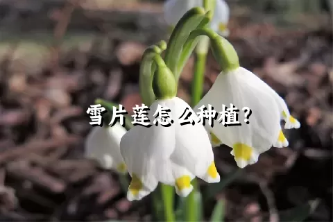 雪片莲怎么种植？