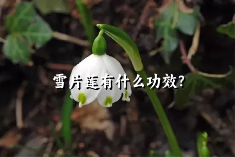 雪片莲有什么功效？