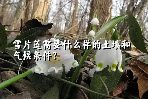 雪片莲需要什么样的土壤和气候条件？