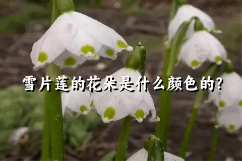 雪片莲的花朵是什么颜色的？