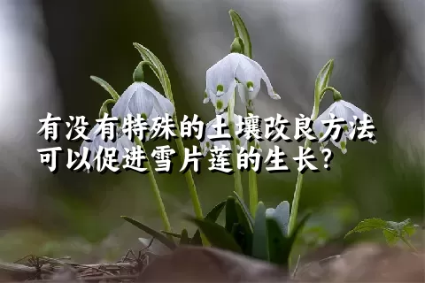 有没有特殊的土壤改良方法可以促进雪片莲的生长？